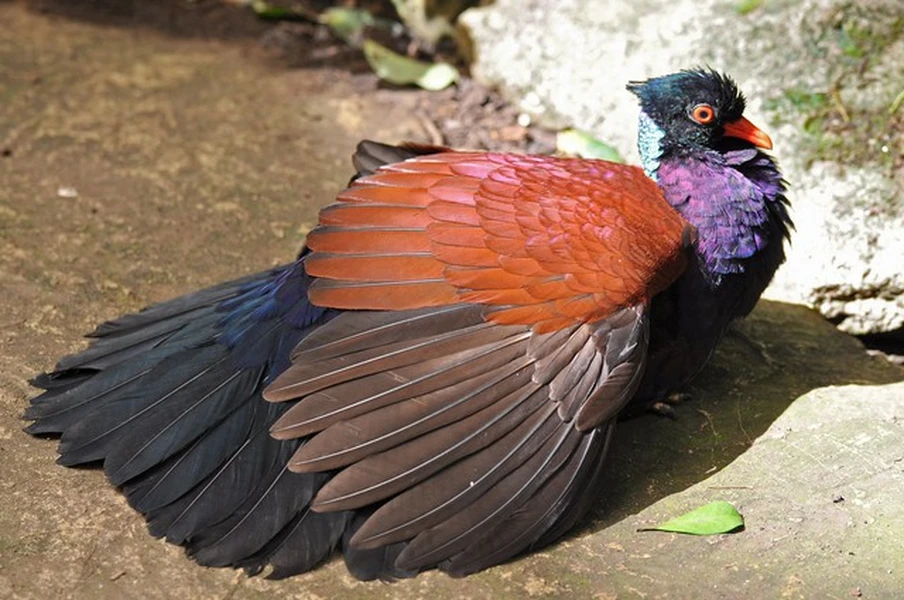 Loài bồ câu siêu quý hiếm tuyệt tích 140 năm bỗng xuất hiện trở lại 