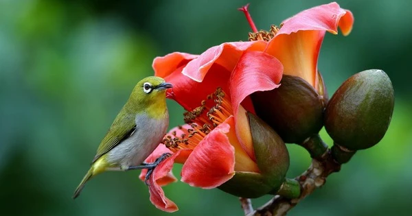 Sau Tết Hàn thực, 3 tuổi chấm dứt khó khăn, kiếm tiền bùng nổ