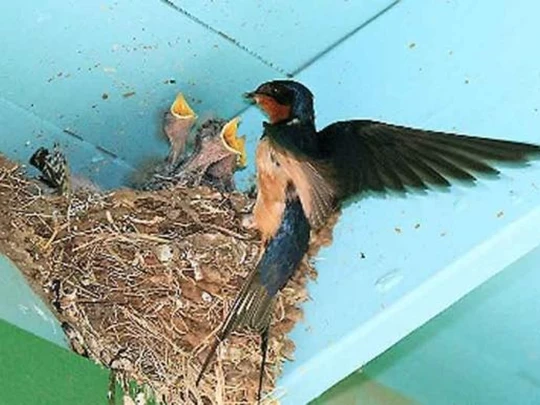 5 điềm báo phát tài trước Tết, gia chủ năm mới đắc lộc