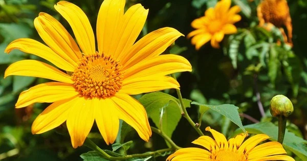 Đón tháng 4 Âm: 3 tuổi hứng mưa tài lộc, bùng nổ doanh thu