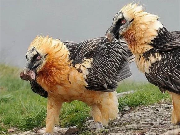 Quái điểu khổng lồ có chòm 'râu dê', thích ăn xương động vật