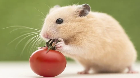 Thần Tài mở kho lương: 3 tuổi tiền về "sấp mặt", còng lưng gánh vàng