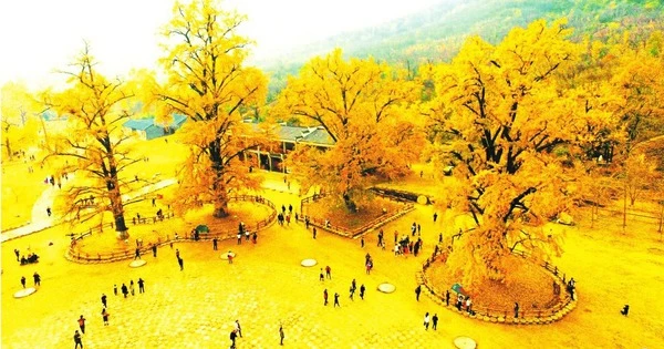 Cây cảnh cát tường, dát vàng lộng lẫy, hút tài lộc, xua đuổi tà ma