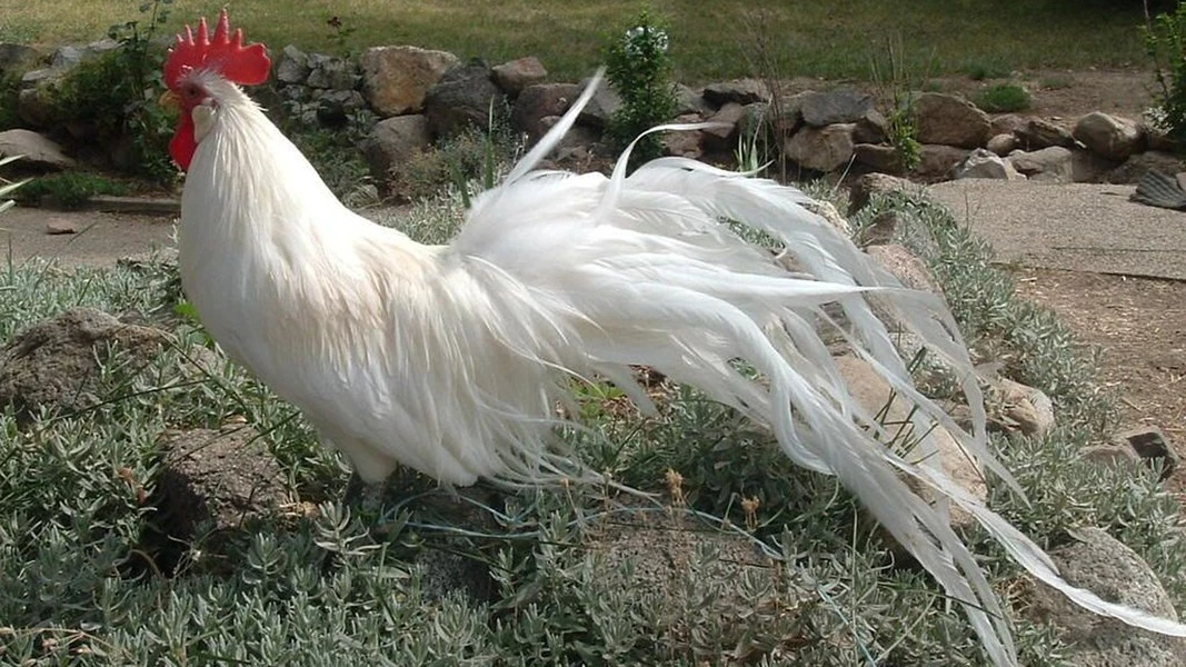 Loài gà siêu quý hiếm đuôi dài 10m, Việt Nam nuôi nhiều