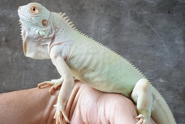 10 sắc rồng Nam Mỹ đẹp mê mệt, giới trẻ phát cuồng muốn nuôi