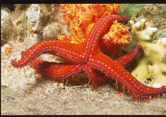 Top động vật tái sinh siêu phàm, sống khỏe trong không gian