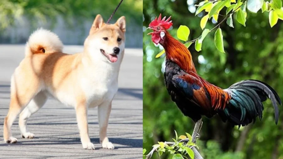 Sau tuổi 45, 3 con giáp đắc lộc kinh doanh, đổi đời giàu có