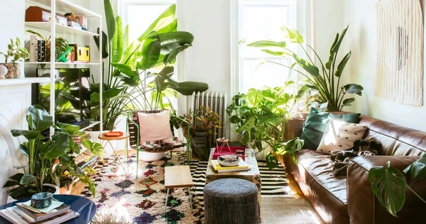 6 cây cảnh dưỡng người, đẹp nhà, giàu năng lượng chữa lành