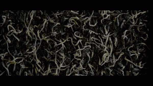 Sau khi ngâm rửa đủ thời gian, hạt giống rau mầm bắt đầu bật mở.