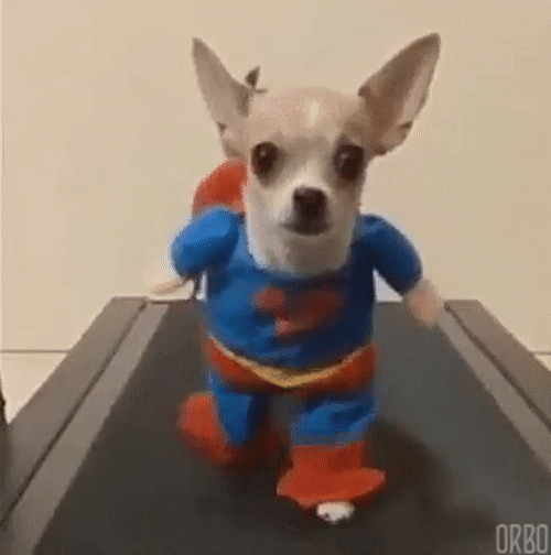 Chú chó cưng này cũng được diện trang phục Halloween. Netizen đều đồng tình cho rằng, tuy màn hóa trang không tạo được hiệu ứng sợ hãi nhưng lại có tính giải trí cực kỳ cao.
