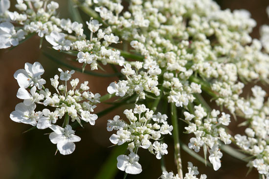 4. Cây độc cần (hemlock): Đây là loại cây có thân mềm, có lốm đốm đỏ, hoa màu trắng nở thành cụm nhỏ và có mùi hương không hề dễ chịu. Cây độc cần có thể tìm thấy ở khắp châu Âu. Triệu chứng của người trúng độc là buồn nôn, nôn mửa, chậm phản ứng. Sau đó, nạn nhân bị tê liệt chân tay và các cơ đến chết. Nạn nhân nổi tiếng về nhiễm độc cây độc cần là nhà triết học người Hy Lạp Socrates. Ông bị bắt uống một chén cồn độc cây độc cần sa sau khi ông bị buộc tội mua chuộc người trẻ tuổi vì những quan điểm chủng tộc.