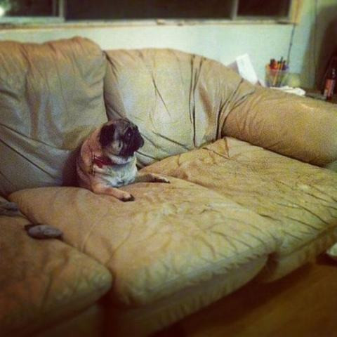 Trong khi đó, chú chó giống Bull này lại tự mình cho thân vào giữa chiếc ghế sofa.