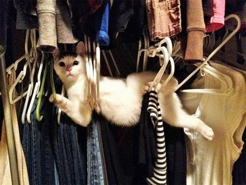 Làm thế nào mà cô mèo xinh đẹp này có thể thoát khỏi những chiếc mắc áo đây?
