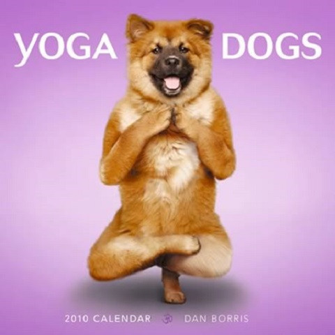 Chó tập yoga.