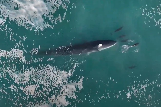 Cảnh quay hiếm gặp ghi cảnh đàn cá heo chơi đùa với cá voi