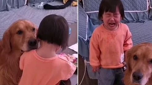 Video: “Lịm tim” cảnh chú chó ôm ấp, vỗ về cô chủ nhỏ bị mắng