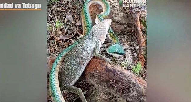 Bất ngờ cuộc quyết chiến giữa rắn và thằn lằn