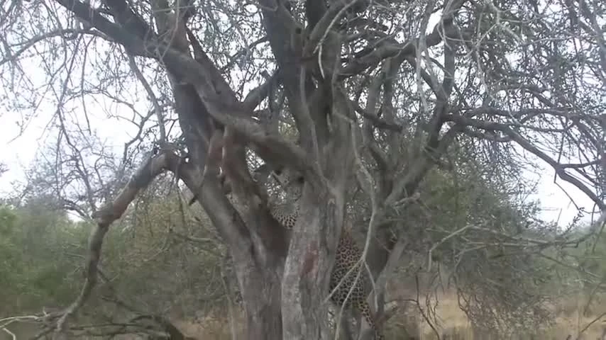 Clip: Báo đốm treo lủng lẳng vì mồi vướng cành cây