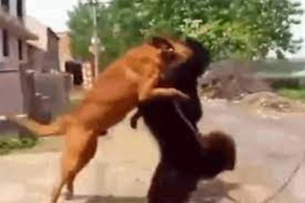 Video: Chó becgie tử chiến chó ngao Tây Tạng và cái kết gay cấn