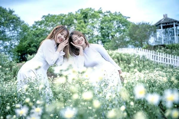 Cúc hoạ mi nở sớm, giới trẻ Hà thành kéo nhau “check-in” cực đỉnh