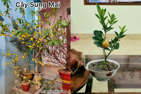 “Cười chảy nước mắt” với loạt cây trưng Tết không thể “giả trân” hơn