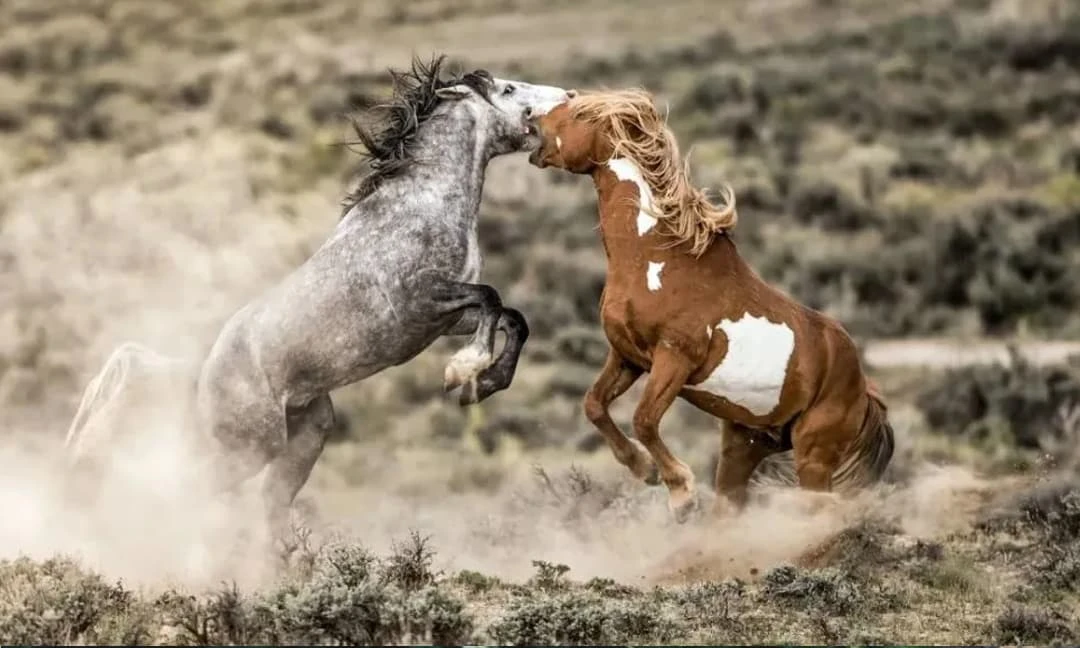 Những con giáp này là “kẻ thù”, cố lấy nhau là tan cửa nát nhà