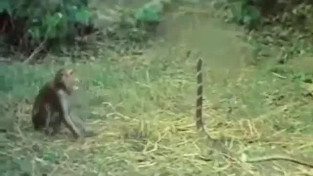 Video: Bị khỉ “trêu ngươi”, hổ mang chúa phùng mang chống trả