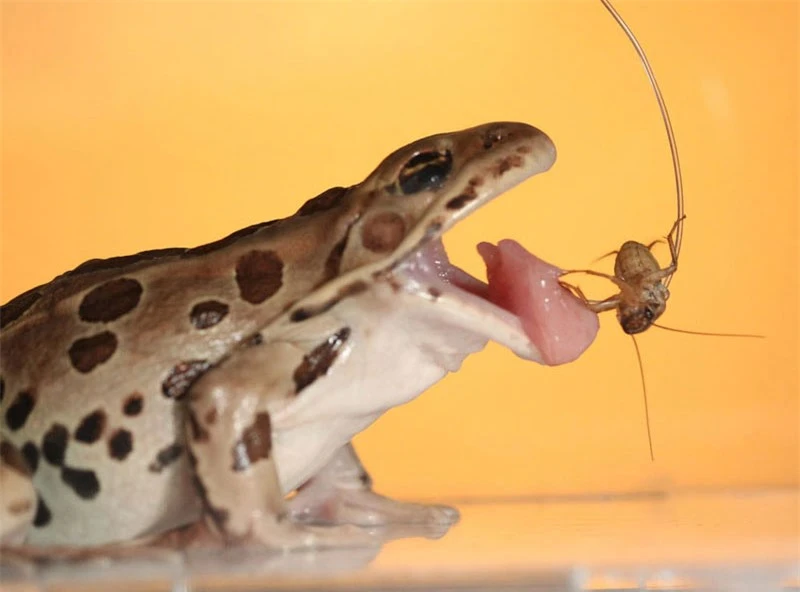 Cận cảnh tuyệt chiêu săn mồi của ếch