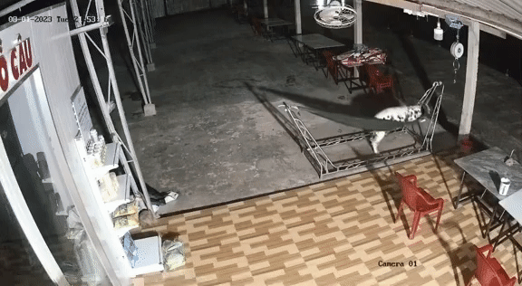 Tốn bao cơm gạo nuôi chó trông nhà, gia chủ bất lực khi xem lại camera Ton bao com gao nuoi cho trong nha, gia chu bat luc khi xem lai camera
