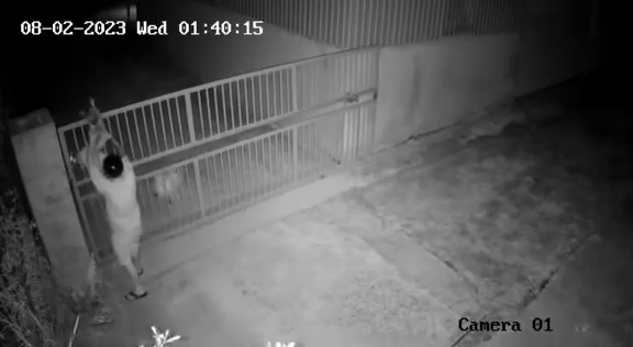 Tốn bao cơm gạo nuôi chó trông nhà, gia chủ bất lực khi xem lại camera - Hình 3 Ton bao com gao nuoi cho trong nha, gia chu bat luc khi xem lai camera-Hinh-3