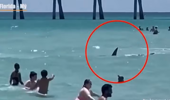 Kinh hoàng khoảnh khắc cá mập bơi giữa những người tắm biển