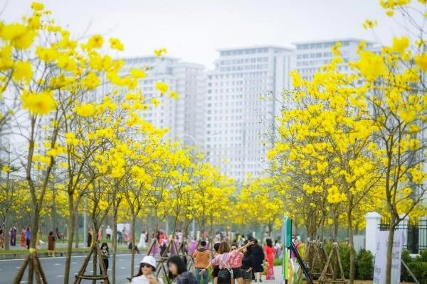Hàng phong linh Hà Nội nở vàng rực, hút giới trẻ check in
