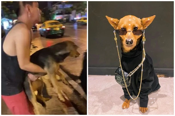 Ngỡ ngàng cuộc sống quý tộc của “cô chó hoang” bị bế nhầm