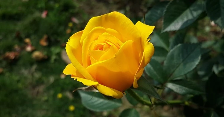 Từ giữa tháng 8/2022, 3 con giáp đón đầu vận may, vươn tầm sự nghiệp