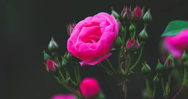 Tháng 7 Âm, 4 con giáp thuận buồm xuôi gió, tài lộc vun vút lên