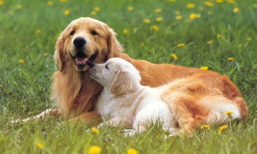 Sau 1/5, 3 con giáp được sao may mắn chiếu mệnh, tài lộc phất