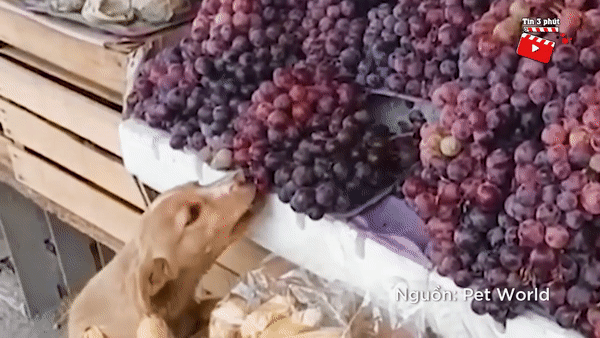 Ban trai cay dat hang nhung van lo, chu tiem phat hien dieu bat ngo