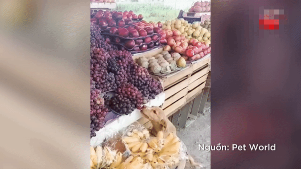 Ban trai cay dat hang nhung van lo, chu tiem phat hien dieu bat ngo-Hinh-2