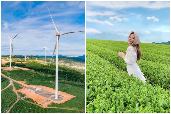 Cảnh đẹp như phim, đồi chè hút giới trẻ rần rần check in