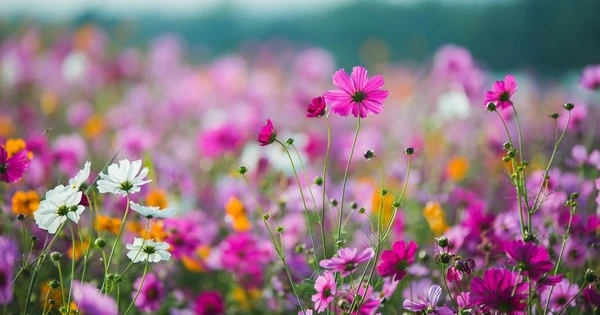 Ai sinh ngày Âm lịch này sáng suốt, thông minh