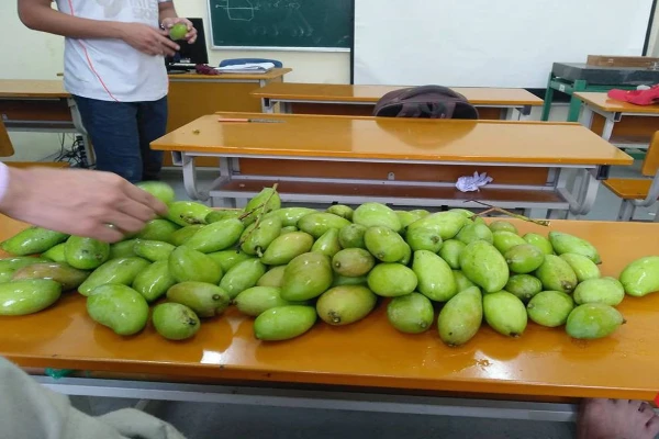 Xoài nở rộ sân trường, sinh viên thi nhau khoe chiến lợi phẩm 