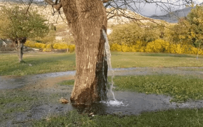 Bi an cay dau co thu 'hoa' dai phun nuoc suot 20 nam