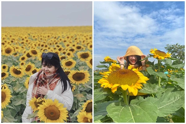 Cánh đồng hoa hướng dương ở Nghệ An hút giới trẻ check-in