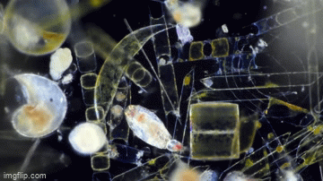 Cận cảnh từ thế giới khác được tạo nên bởi sinh vật phù du Can canh tu the gioi khac duoc tao nen boi sinh vat phu du