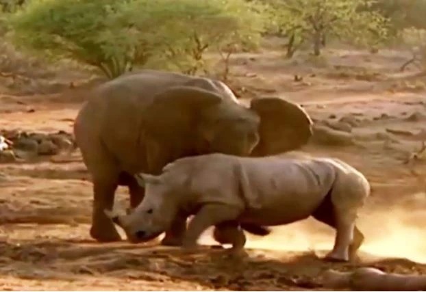 Video: Màn giao chiến kịch liệt giữa voi với đàn tê giác