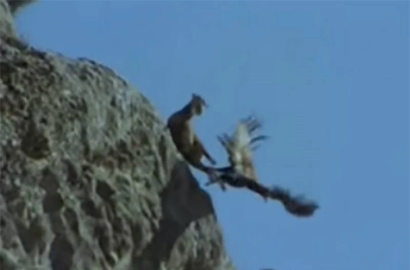 Clip: Màn săn dê núi tàn ác của đại bàng