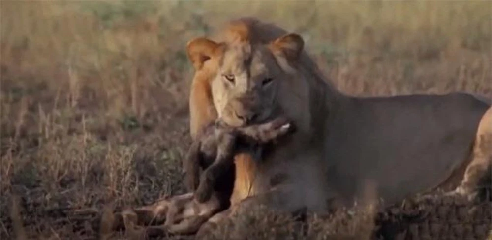 Video: Mải đánh sư tử đực, "bà chúa sơn lâm" mất con vào tay kẻ thù