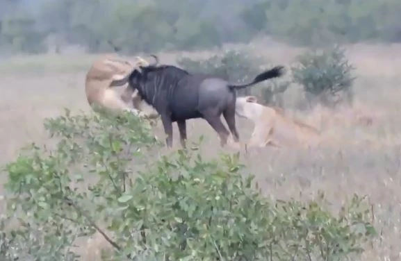 Bị kẻ thù ghì chặt xuống đất, linh dương phản công húc thủng bụng 