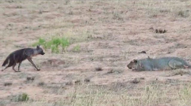 "Thiên la địa võng” sư tử dành tặng đặc biệt cho kẻ thù