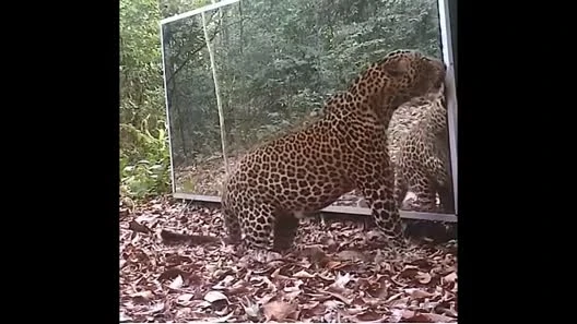 Báo hoa mai đứng thẳng 2 chân, đánh nhau với mình trong gương